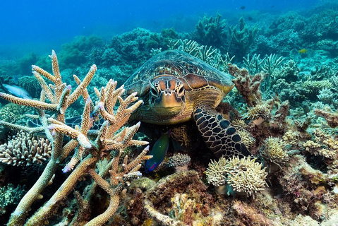 Great Barrier Reef Day Cruise From Cairns Including Snorkeling And Marine Biologist Presentation - VIC Tourism 4
