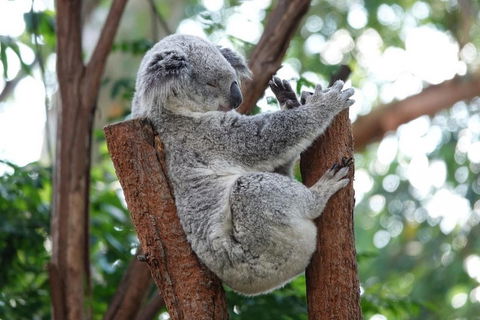 Small-Group Blue Mountains Tour With A Local Guide - VIC Tourism 2