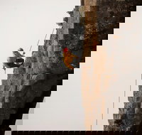 100 Metre Abseil Mount Wellington Hobart - VIC Tourism