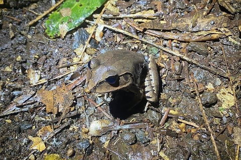 Evening Rainforest & Glow Worm Experience - VIC Tourism 1