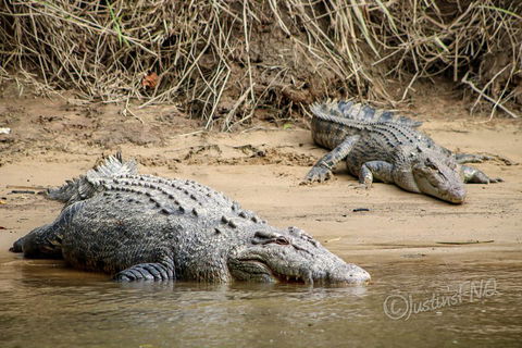 Daintree And Cape Tribulation Full Day Guided Tour - VIC Tourism 3