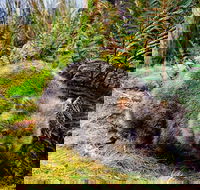 Cradle Mountain National Park Day Tour from Launceston - VIC Tourism