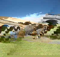 Bonorong Wildlife Park and Richmond Afternoon Tour from Hobart - VIC Tourism