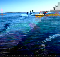 Penguin and Seal Islands Sea Kayaking Experience - VIC Tourism