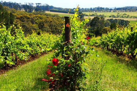 Mornington Peninsula Sightseeing Tour For 2-6 Guests. - VIC Tourism 3