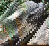 Private Blue Mountains and Wildlife Park Tour from Sydney with Barbecue Lunch - VIC Tourism