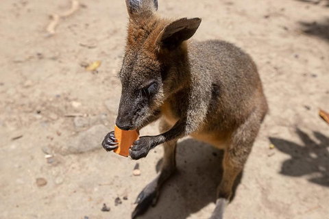 Chillagoe Caves And Outback Day Trip From Cairns - VIC Tourism 5