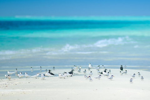 Private Coral Cay Bubbles Tour - VIC Tourism 2