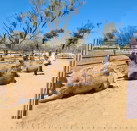 West MacDonnell Ranges Half-Day Small-Group Tour with Camel Ride - VIC Tourism