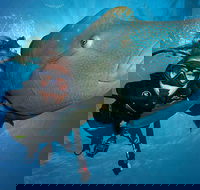 Great Barrier Reef Snorkeling and Diving Cruise from Cairns - VIC Tourism