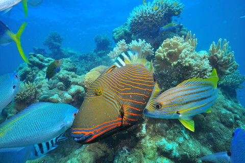 Fly To Green Island - Cruise Return - VIC Tourism 1