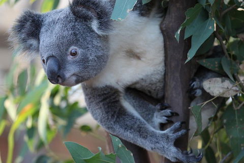 Sydney Attractions Pass: SEA LIFE Aquarium, Sydney Tower Eye, WILD LIFE Zoo And Madame Tussauds - VIC Tourism 2