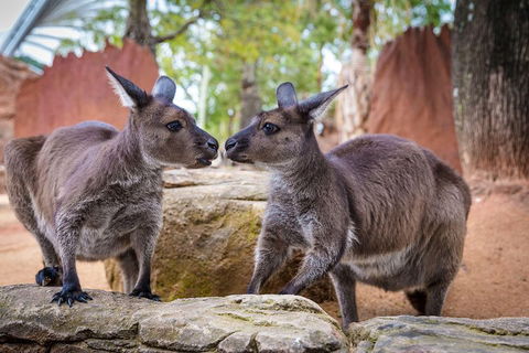 Sydney Attractions Pass: SEA LIFE Aquarium, Sydney Tower Eye, WILD LIFE Zoo And Madame Tussauds - VIC Tourism 5