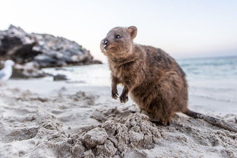 Rottnest Island All-Inclusive Grand Island Tour From Fremantle - VIC Tourism 2