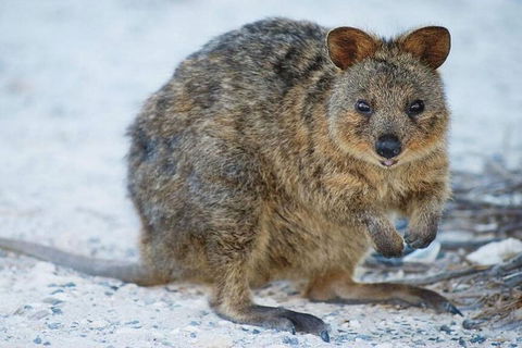 Perth To Rottnest Island Roundtrip Ferry Ticket - VIC Tourism 3