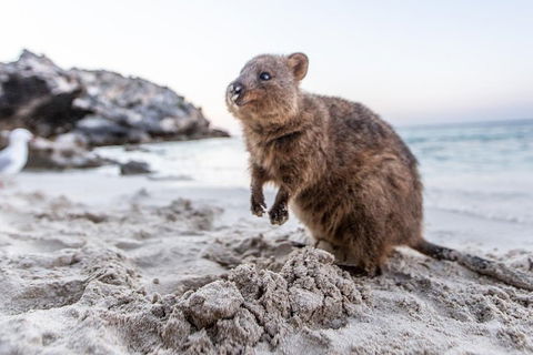 Perth To Rottnest Island Roundtrip Ferry Ticket - VIC Tourism 5