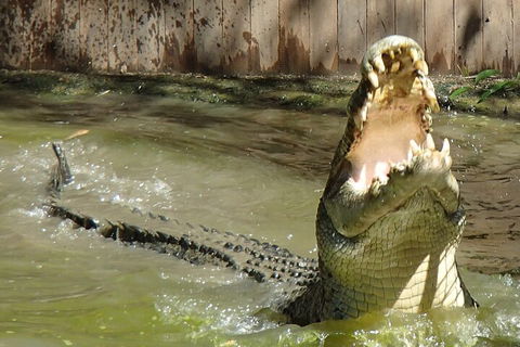 Hartley's Crocodile Adventures Day Trip From Palm Cove - VIC Tourism 3
