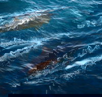 Sydney Whale-Watching Cruise - VIC Tourism