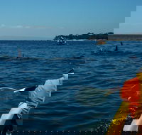 Mornington Peninsula Kayak Coastline Tour of Dolphin Sanctuary - VIC Tourism