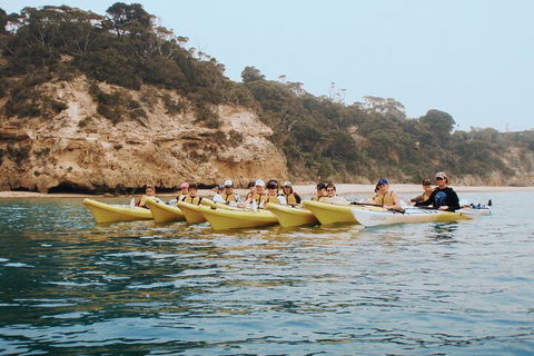 Mornington Peninsula Kayak Coastline Tour Of Dolphin Sanctuary - VIC Tourism 4