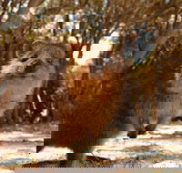 Wave Rock  Rottnest Island - Air  Ground Tour - VIC Tourism