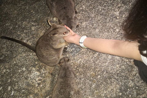 Private Tour To Paronella Park, Historic Village Herberton And Wild Life Wallaby - VIC Tourism 4