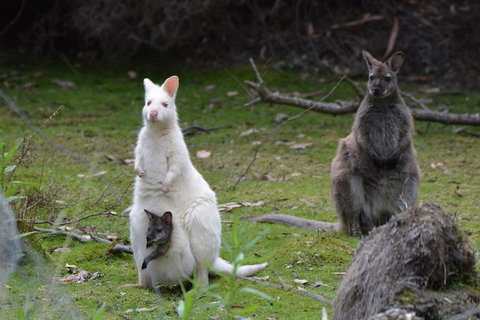 Full-Day Guided Bruny Island Tour From Hobart - VIC Tourism 0