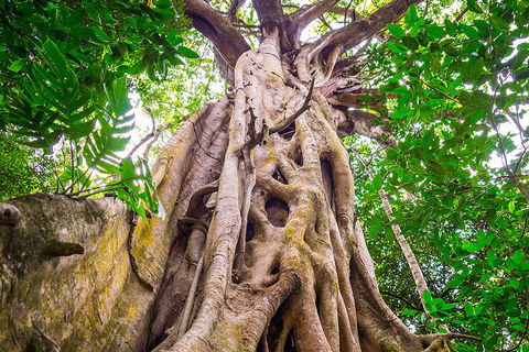 Mossman Gorge Adventure Day - VIC Tourism 1