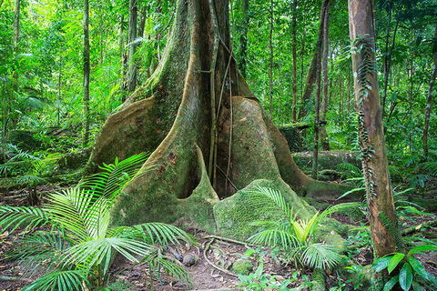 Mossman Gorge Adventure Day - VIC Tourism 4