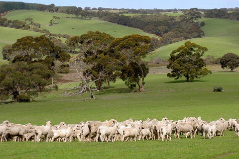 Kangaroo Island Luxury Small Group 'Island Life' Full Day Tour - VIC Tourism 1