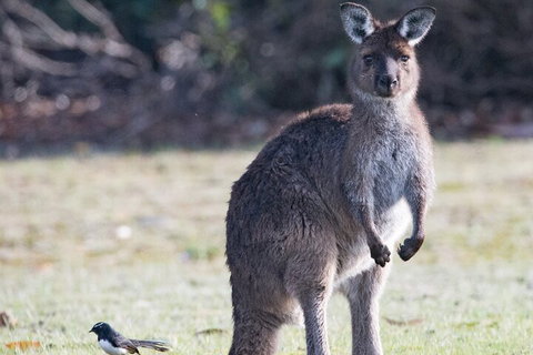 Kangaroo Island Luxury Small Group 'Island Life' Full Day Tour - VIC Tourism 2