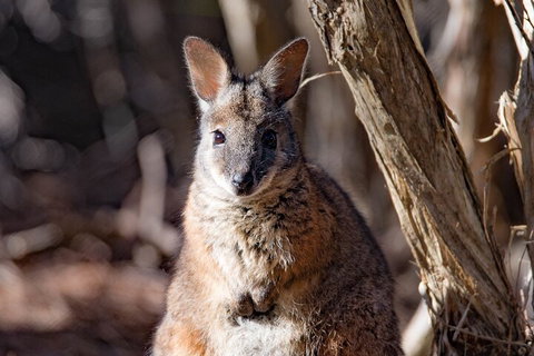 Kangaroo Island Luxury Small Group 'Island Life' Full Day Tour - VIC Tourism 3
