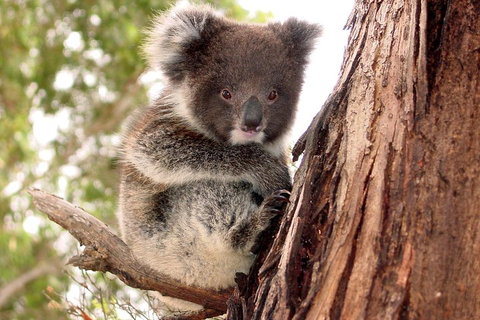Kangaroo Island Luxury Small Group 'Island Life' Full Day Tour - VIC Tourism 4