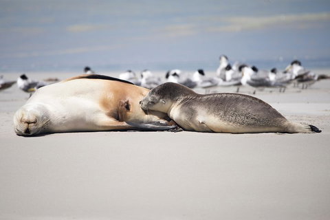 Kangaroo Island Luxury Small Group 'Island Life' Full Day Tour - VIC Tourism 5