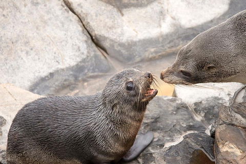 Kangaroo Island Luxury Small Group 'Flinders Chase Focus' Full Day Tour - VIC Tourism 2