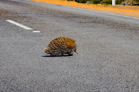 Kangaroo Island Luxury Small Group 'Flinders Chase Focus' Full Day Tour - VIC Tourism 3