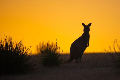 Kangaroo Island Luxury Small Group 'Flinders Chase Focus' Full Day Tour - VIC Tourism 5