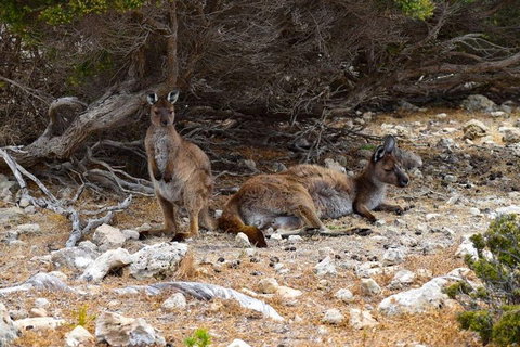 Kangaroo Island Luxury Small Group 'East End Explorer' Full Day Tour - VIC Tourism 4