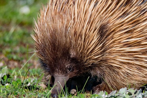 Kangaroo Island Luxury Small Group 'East End Explorer' Full Day Tour - VIC Tourism 5