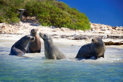 Dolphin, Penguin And Sea Lion Cruise - VIC Tourism 0