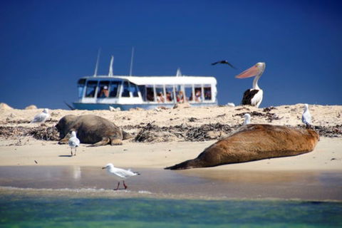 Dolphin, Penguin And Sea Lion Cruise - VIC Tourism 1