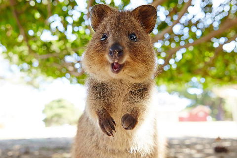 Discover Rottnest With Ferry & Bus Tour From Perth Or Fremantle - VIC Tourism 0