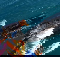 AOC Whale Watching from Broome - VIC Tourism