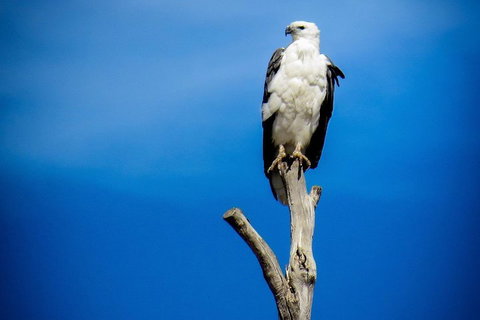 Kangaroo Island 75-Minute Ocean Safari - VIC Tourism 0