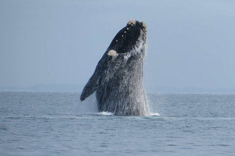 Kangaroo Island 75-Minute Ocean Safari - VIC Tourism 2