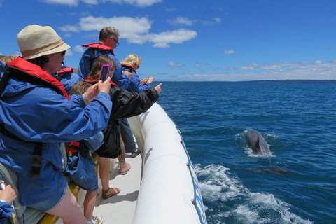Kangaroo Island 75-Minute Ocean Safari - VIC Tourism 3