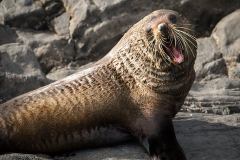 Kangaroo Island 75-Minute Ocean Safari - VIC Tourism 5