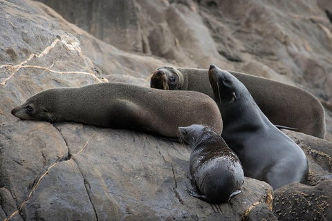 Kangaroo Island Ocean Safari - Snorkeling Safari - VIC Tourism 0