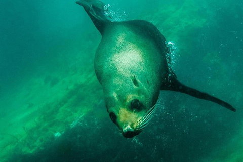 Kangaroo Island Ocean Safari - Snorkeling Safari - VIC Tourism 1