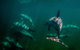 Kangaroo Island Ocean Safari - Snorkeling Safari - thumb 2